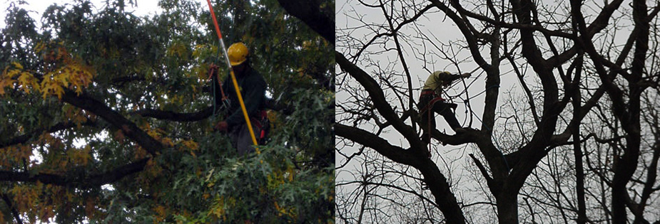 Tree trimming Vienna Va. 22182